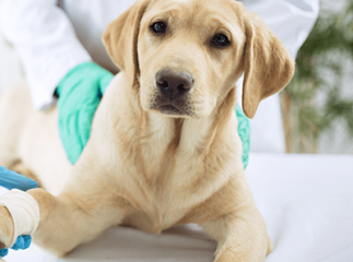 chiot chez le vétérinaire